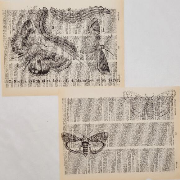 Insect Dictionary Prints, Colorful Bug Prints, Book Page Prints - Picture 4 of 6